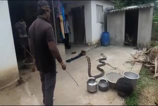 Huge_King_Cobra_in_Anakapally_District