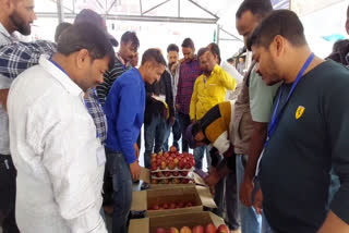 Himachal Apple Season