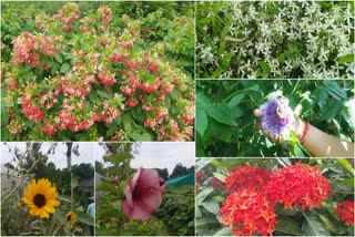 Flowers Blooming in Lalkuan