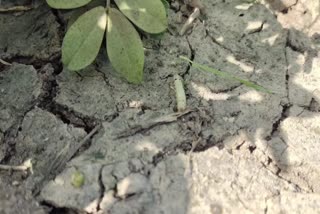 Pest Infestation in Crops : જૂનાગઢ અને ગીર સોમનાથ જિલ્લામાં વરસાદની ઘટની વચ્ચે રોગ અને જીવાતનો ઉપદ્રવ
