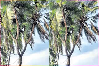 Six Branches to Coconut Tree