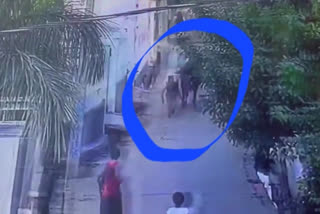 Bull attacks and injures eight year old child in UP's Gautam Buddha Nagar