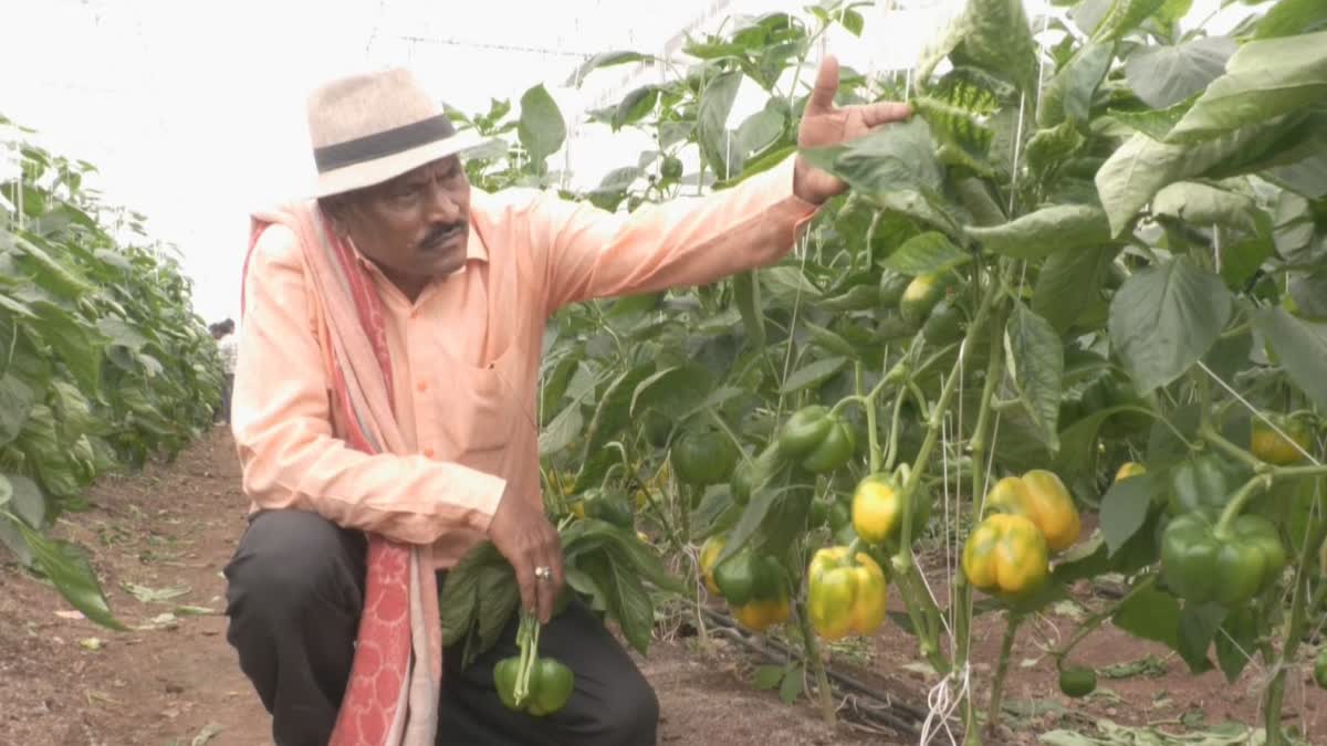 CAPSICUM CROP AND GOOD RETURNS