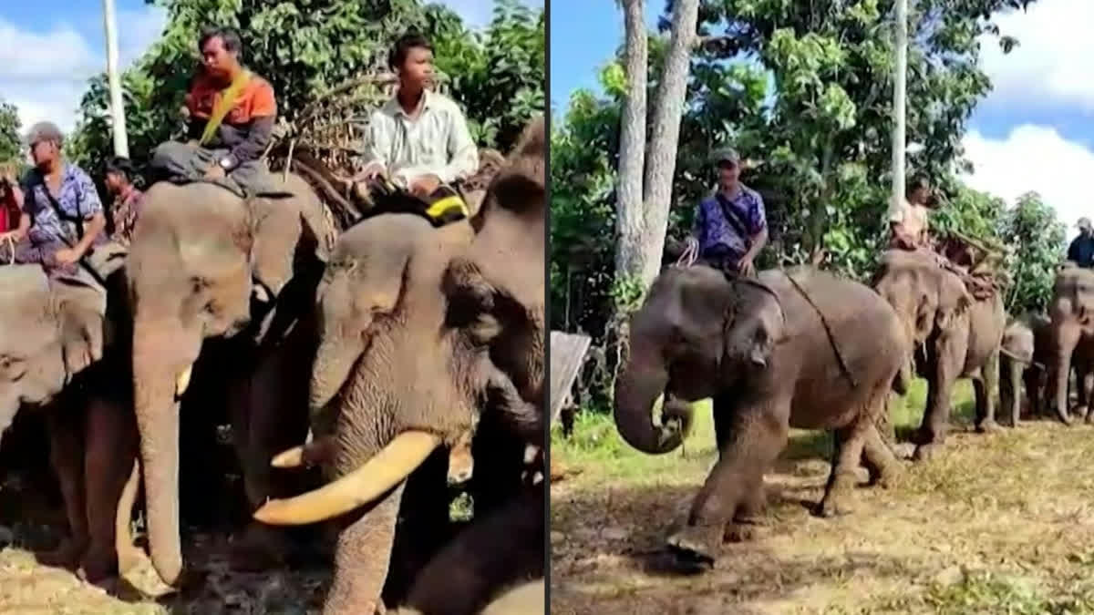 Myanmar Communists Take In Liberated Elephants As Battle Against Junta Rages