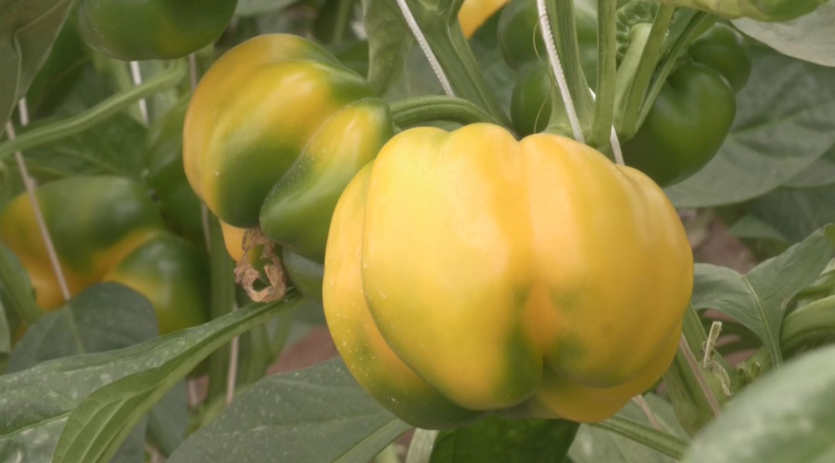 CAPSICUM CROP AND GOOD RETURNS