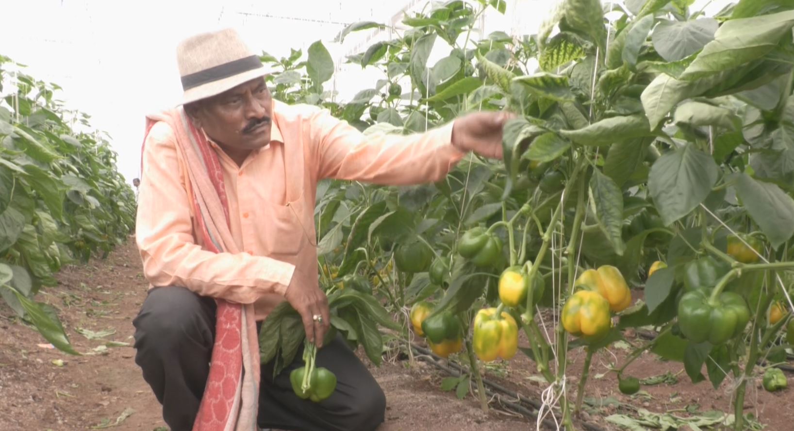 CAPSICUM CROP AND GOOD RETURNS