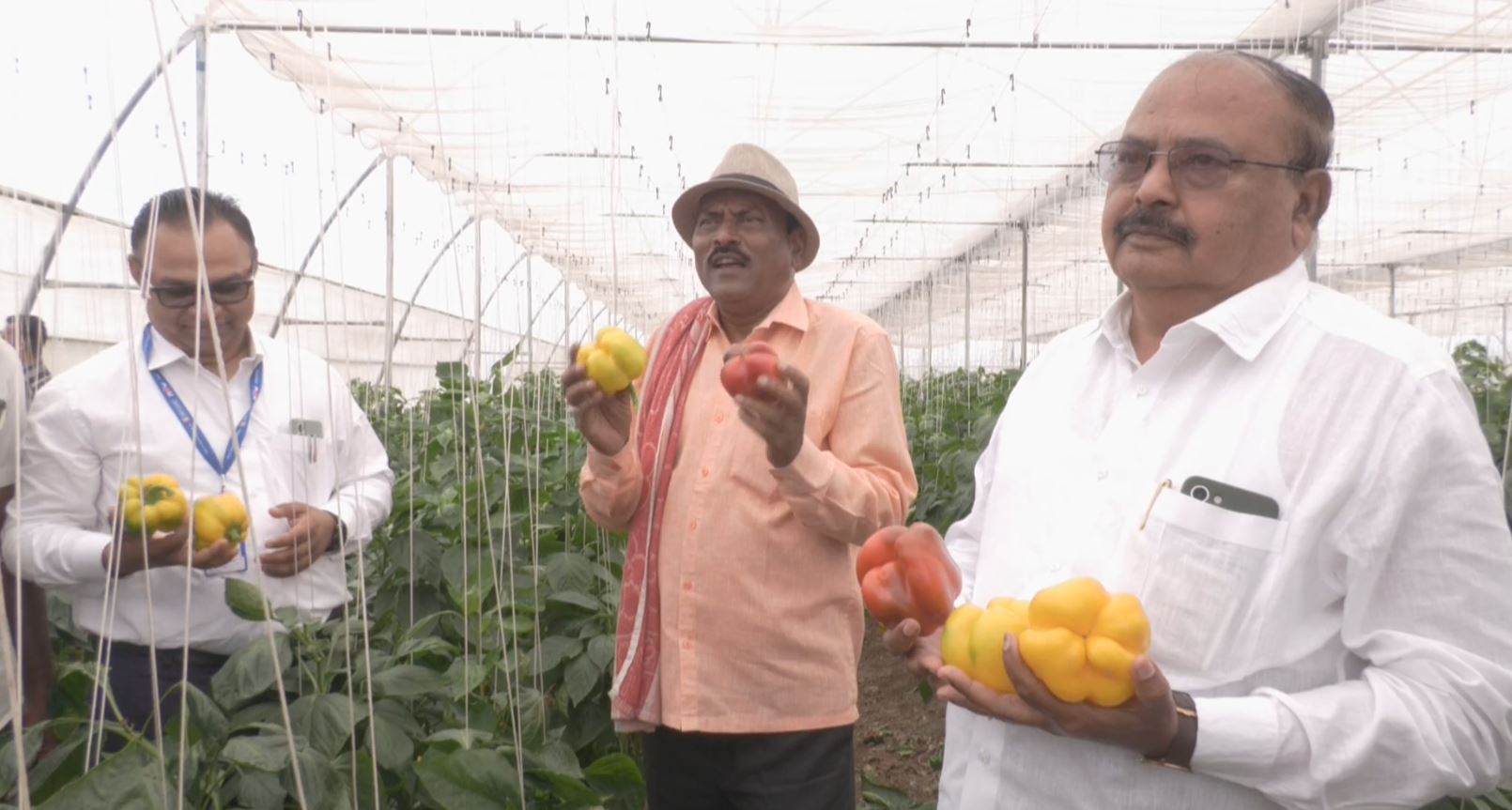 CAPSICUM CROP AND GOOD RETURNS