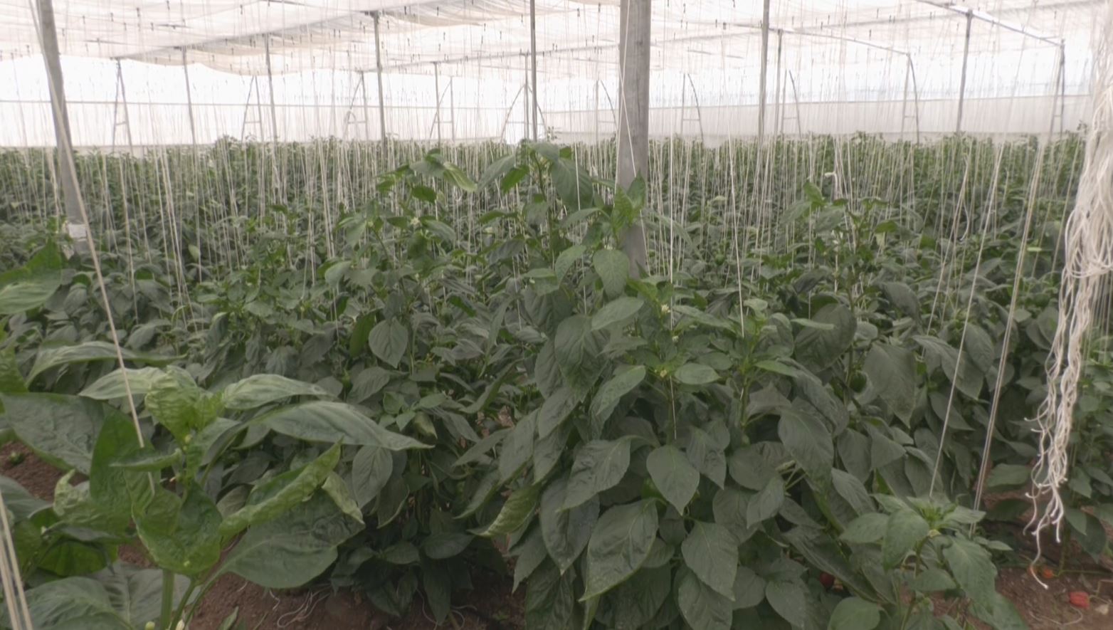 CAPSICUM CROP AND GOOD RETURNS