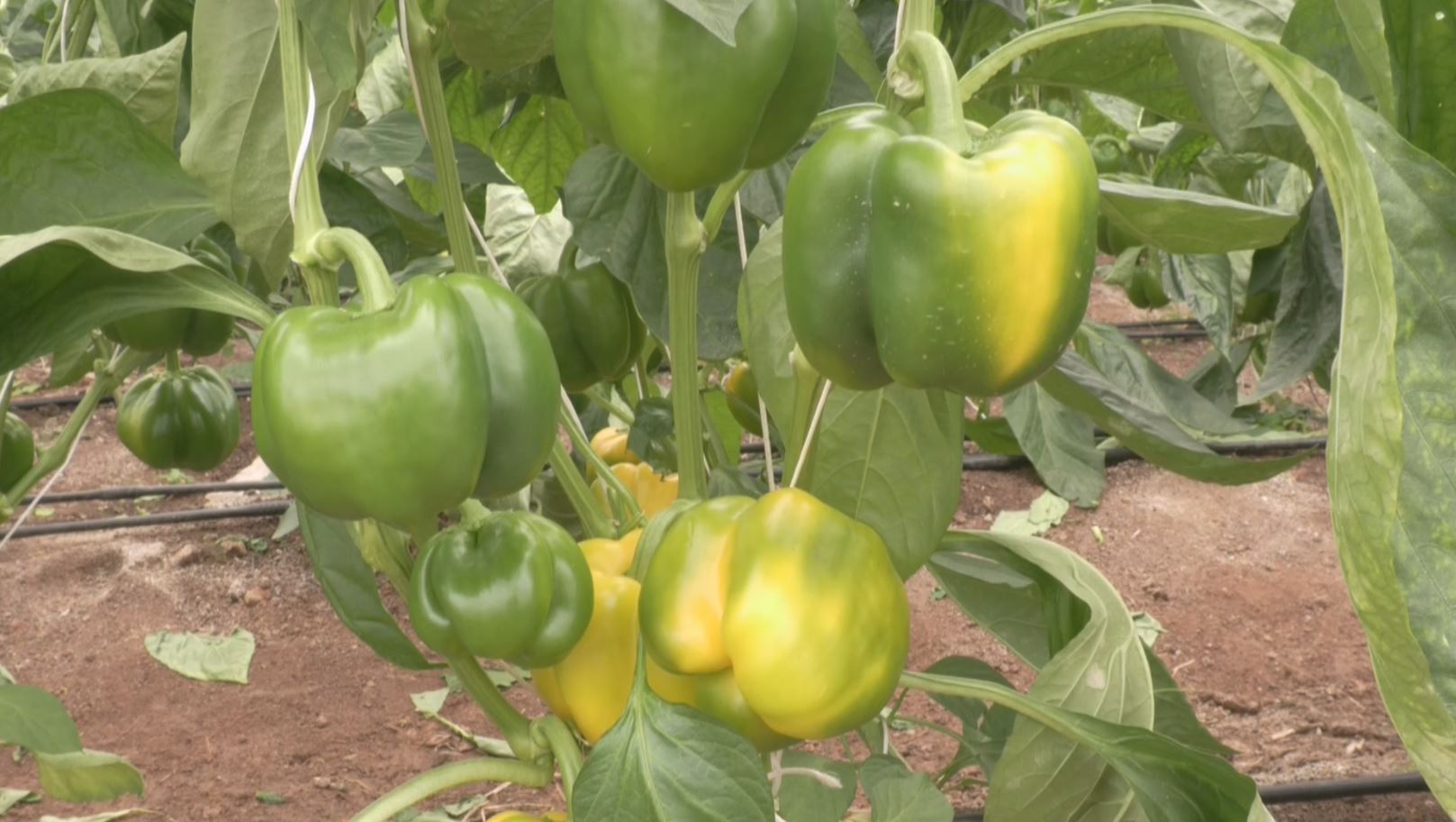 CAPSICUM CROP AND GOOD RETURNS