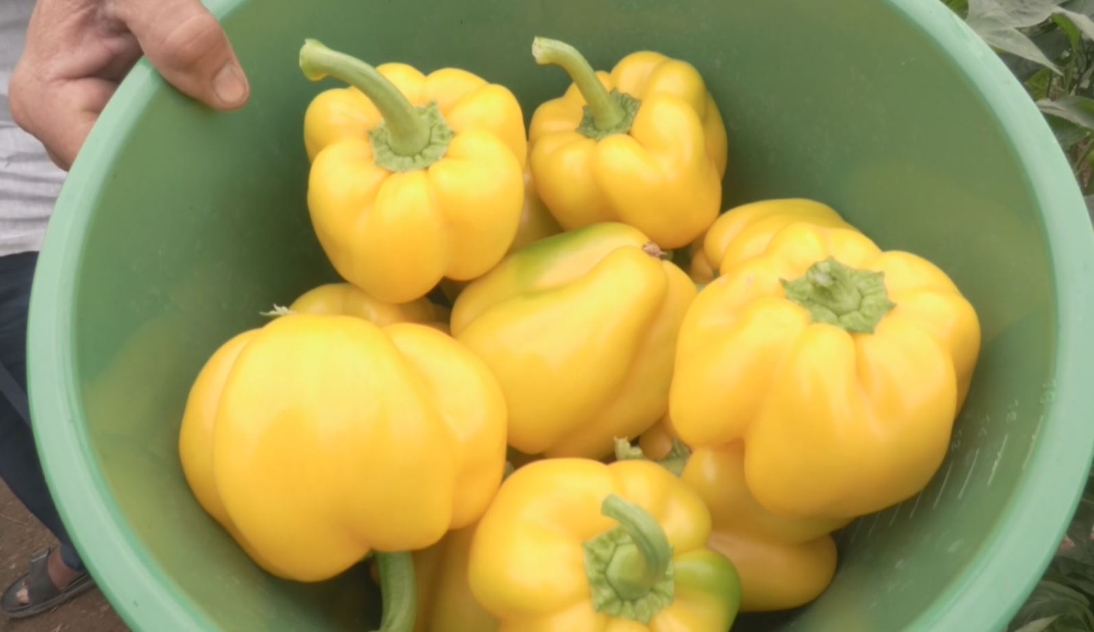 CAPSICUM CROP AND GOOD RETURNS