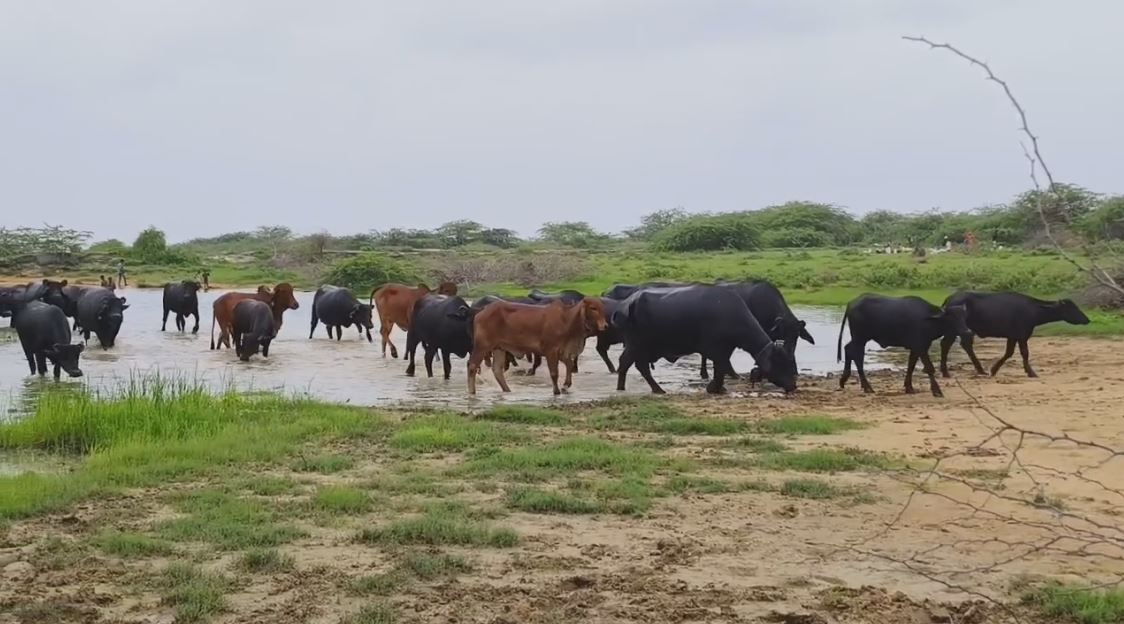 A buffalo sold for Rs 7.11 lakh gives around two dozen liters of milk