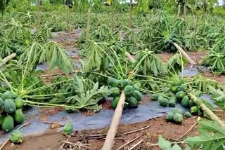 Crop Loss Due to Floods in Telangana