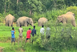 Elephants Terror In Lohardaga