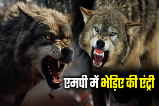 KHANDWA WOLF ATTACKED A FAMILY