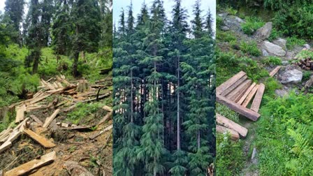 Illegal cutting in Himachal forest