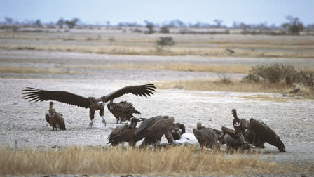 International Vulture Awareness Day