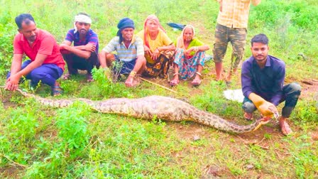 Python Hunted Nilgai Calf