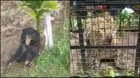 Rescue of a bear trapped in a wire fence, capture of a leopard which disturbed public sleep in Tumakuru