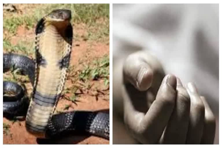 Surajpur News: सांप काटने से उजड़ा परिवार, बच्चों के सर से उठा मां बाप का साया, झाड़ फूंक के चक्कर में गई जान, पढ़े पूरी खबर