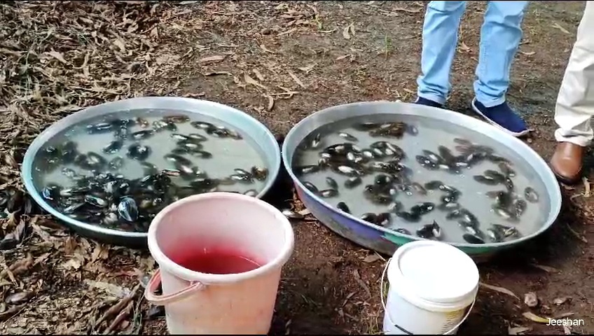 Chhindwara Pearl Farming Training