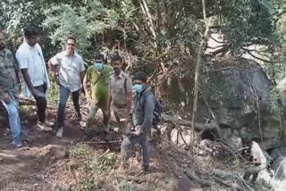 Tiger Attack Elephant Cub