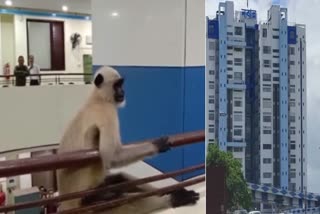 monkey in secretariat viral video