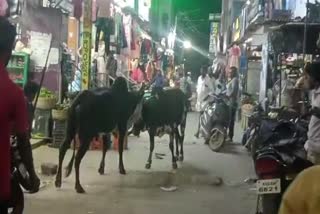 Cows_Fight_on_The_Road_in_Uravakonda