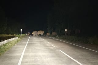 Elephants On Korba National Highway
