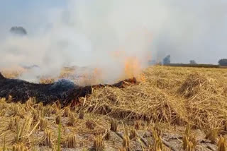 The farmers of Amritsar are setting straw on fire, Despite the ban from government