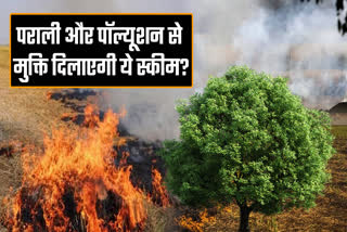 haryana tree pension scheme