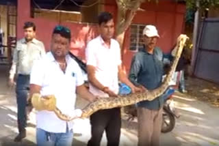 7 feet long Python trapped in fish net