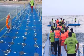 Sardines In Floating Bridge In Chavakkad Thrissur  Sardines In Floating Bridge  അപൂര്‍വ്വങ്ങളില്‍ അപൂര്‍വ്വമീ കാഴ്‌ച  ചാവക്കാട് ഫ്ലോട്ടിങ് ബ്രിഡ്‌ജിലെ മത്തിച്ചാകര  വാരിക്കൂട്ടി കാഴ്‌ചക്കാര്‍  ഫ്ലോട്ടിങ് ബ്രിഡ്‌ജ്