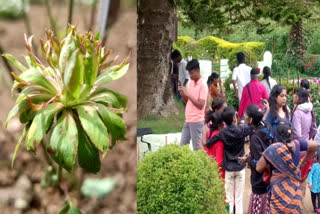 சிம்ஸ் பூங்காவில் பூக்கத்தொடங்கும் பச்சை ரோஜா