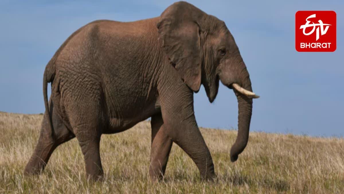 New method is being searched for counting elephants