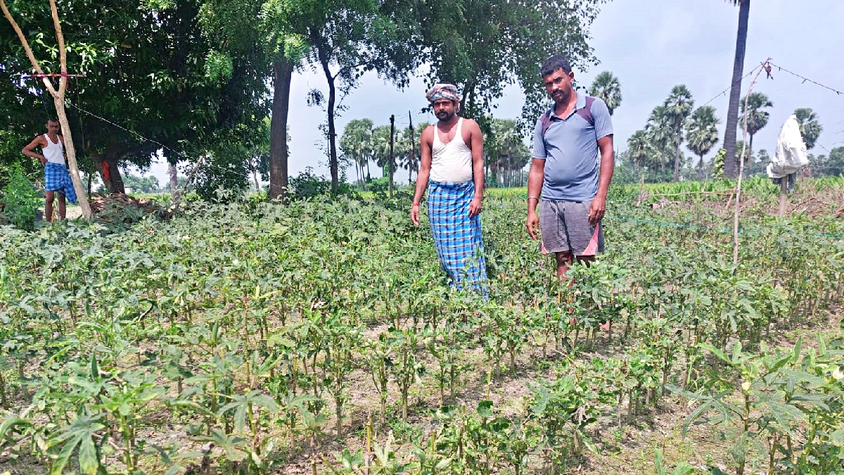 LIGHTS TO PROTECT CROPS