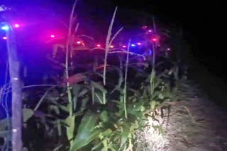 LIGHTS TO PROTECT CROPS