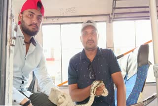 PYTHON FOUND IN BUS