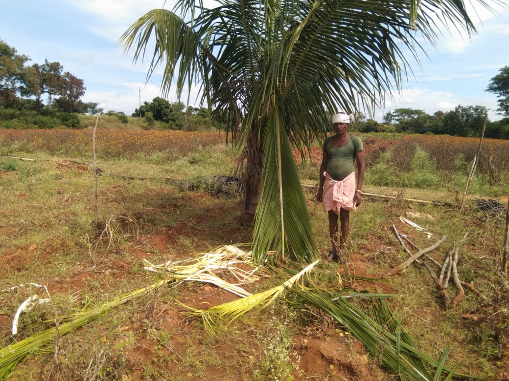 coconut tree