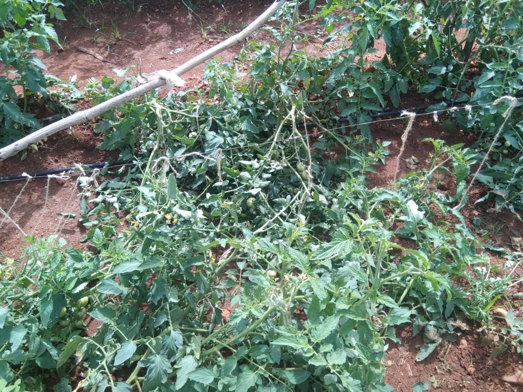 Tomato crop