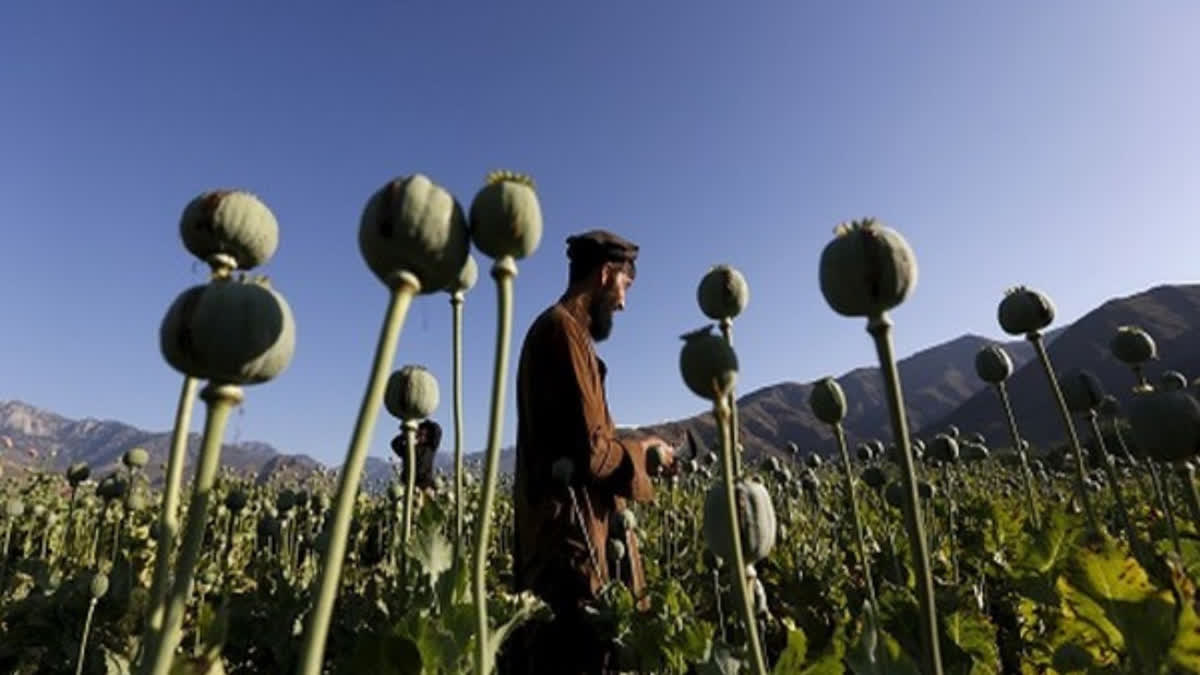 Opium cultivation, production in Afghanistan decreased by 95 pc: UN Report