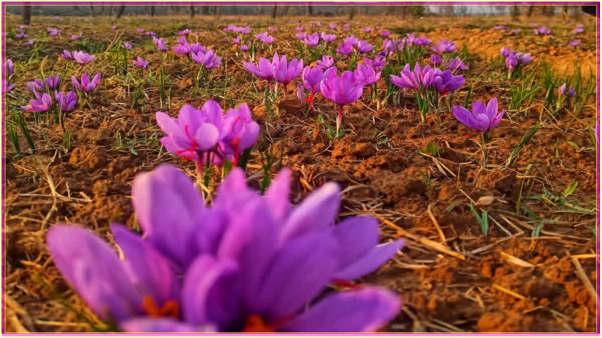 saffron-fields-blooms-in-kashmir-bumper-crop-expected-this-year-farmers