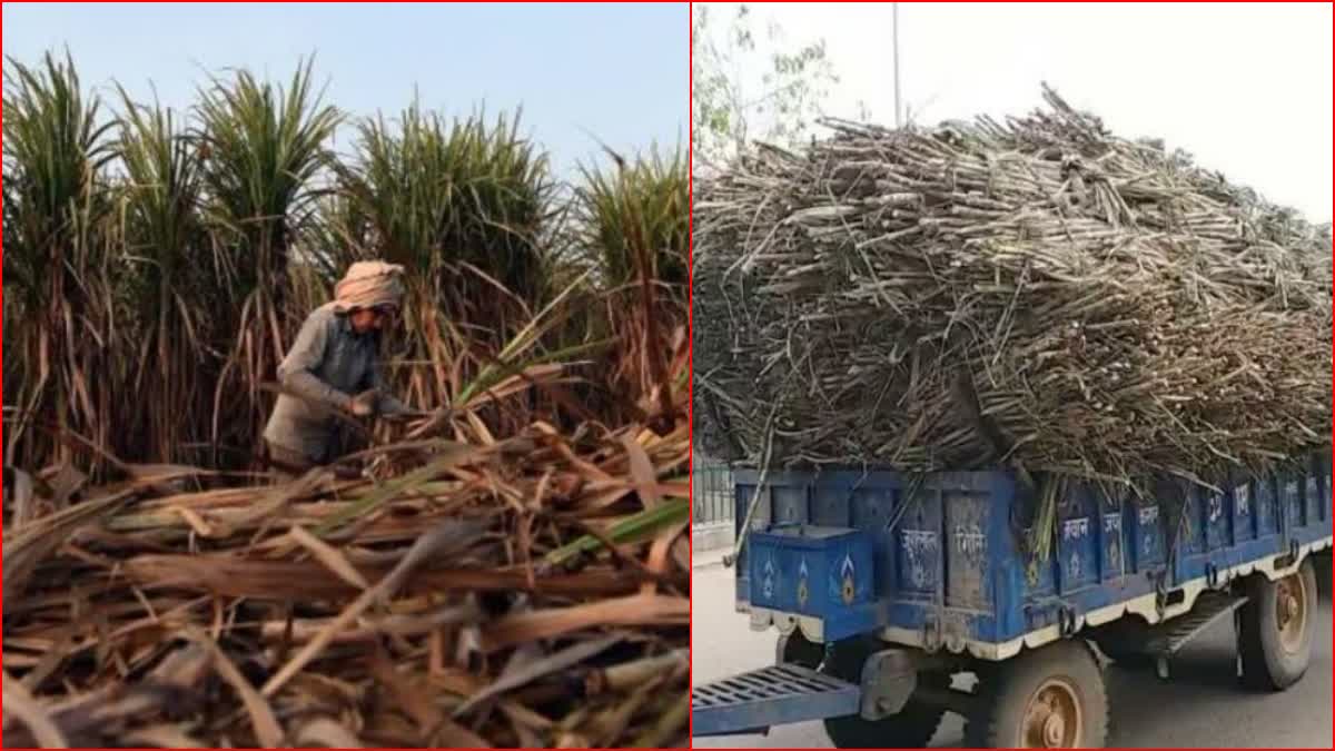 Sugarcane Price Increased in Haryana