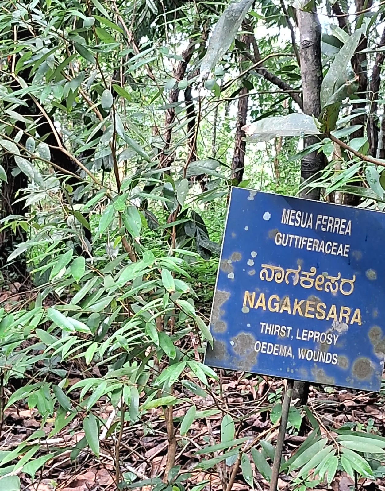 ಶೋಭಾವನದಲ್ಲಿ ಕಂಡು ಬರುವ ಔಷಧೀಯ ಗಿಡ