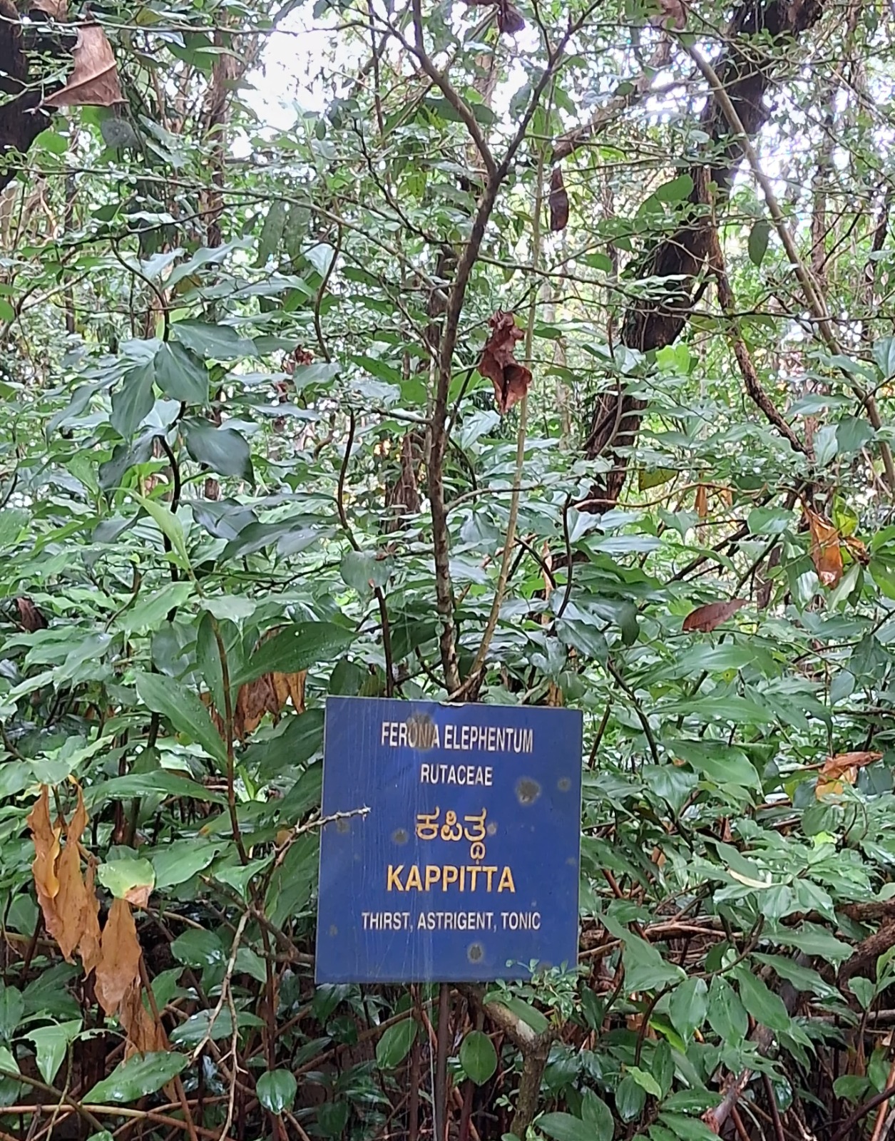 ಶೋಭಾವನದಲ್ಲಿ ಕಂಡು ಬರುವ ಔಷಧೀಯ ಗಿಡ