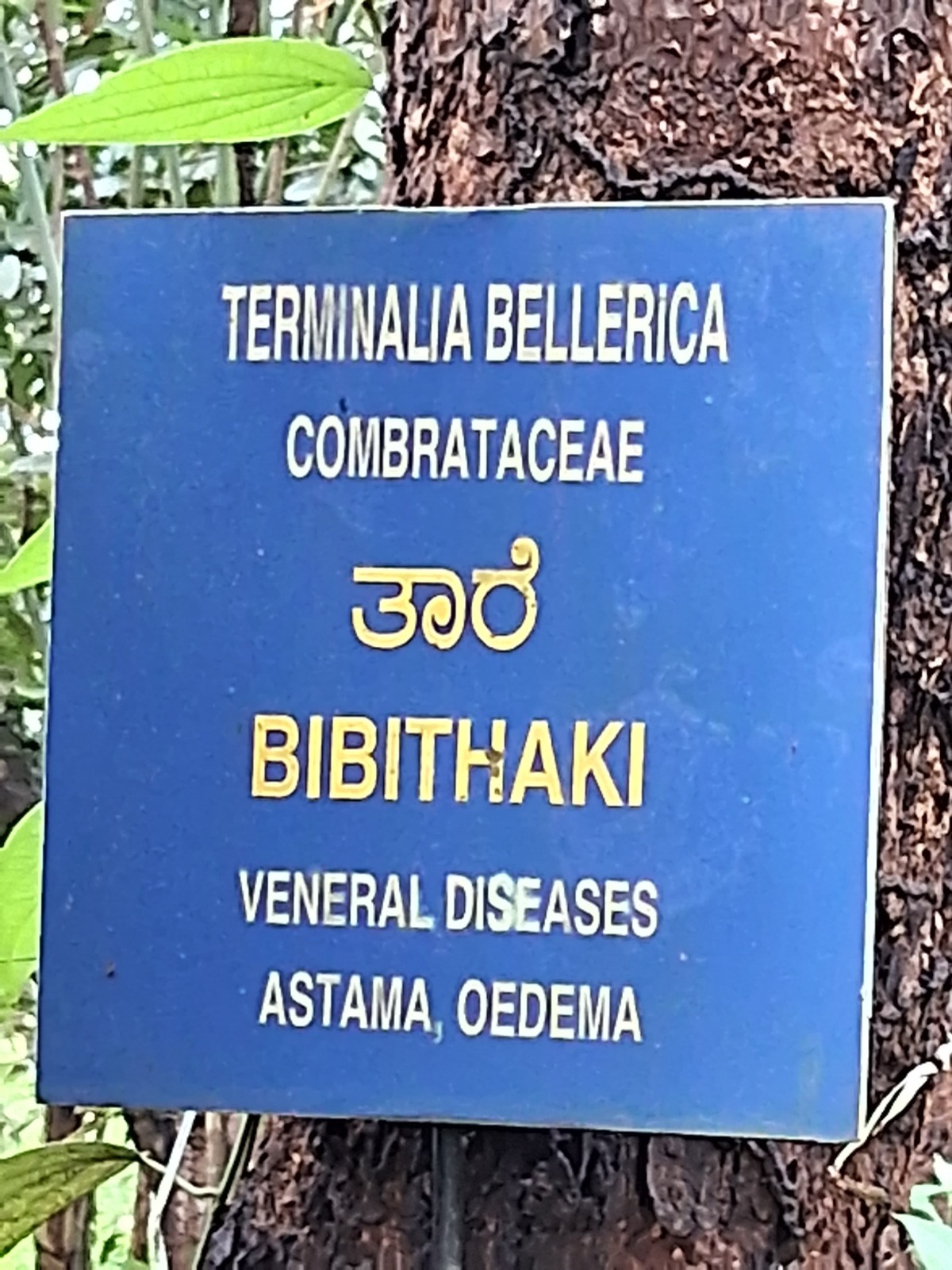 ಶೋಭಾವನದಲ್ಲಿ ಕಂಡು ಬರುವ ಔಷಧೀಯ ಗಿಡ