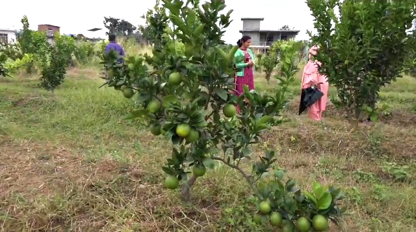 Mosambi Cultivation in Hamirpur