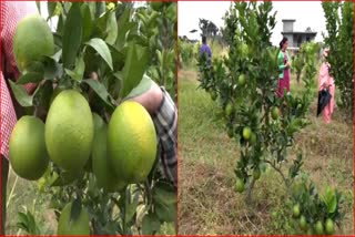 Mosambi Cultivation in Hamirpur