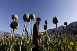 Opium Cultivation in Afghanistan