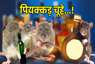 Chhindwara Rats Wine Party