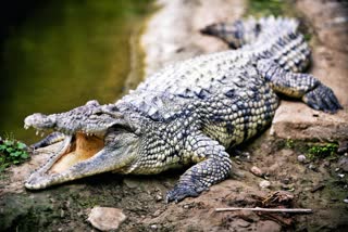 Crocodile_on_roads_in_Konaseema_district